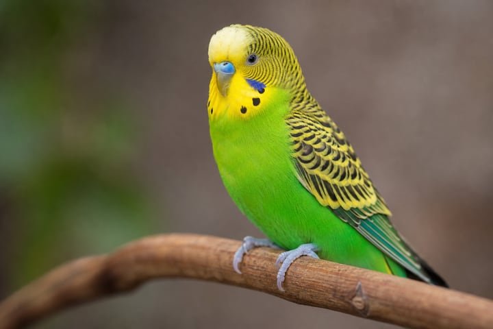 Budgerigar with bright green and yellow feathers