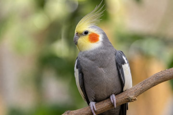 Cockatiel in aviary display