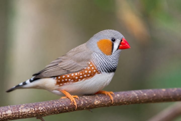 Colorful finch resting on a branch