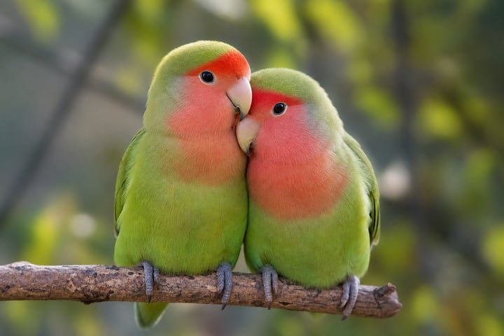 Pair of lovebirds perched together