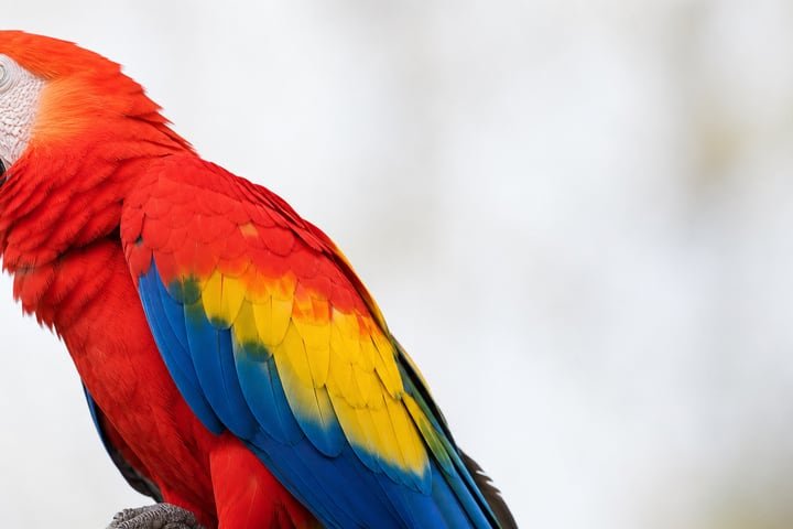 Macaw parrot with vivid red and blue plumage