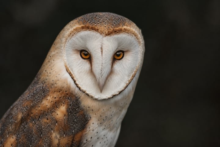 Owl with piercing eyes in soft light