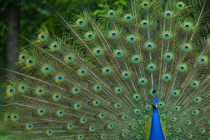 Peacock displaying iridescent feathers
